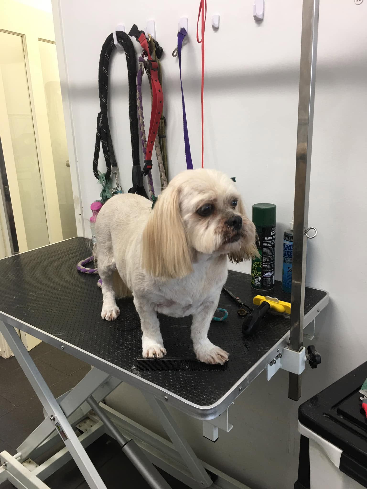 Dog standing on a Groomingdales grooming table