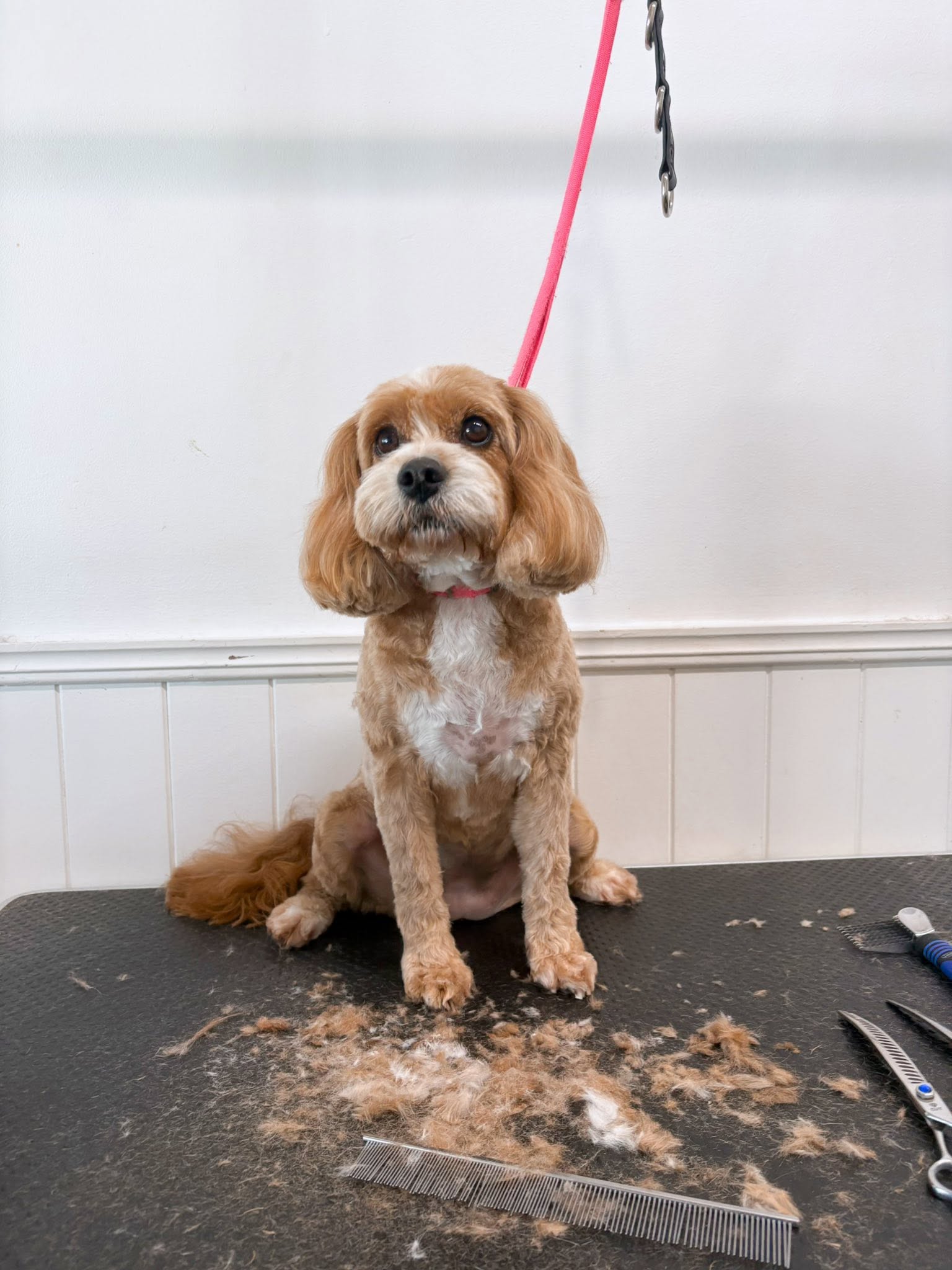 Groomingdales salon gallery image 4