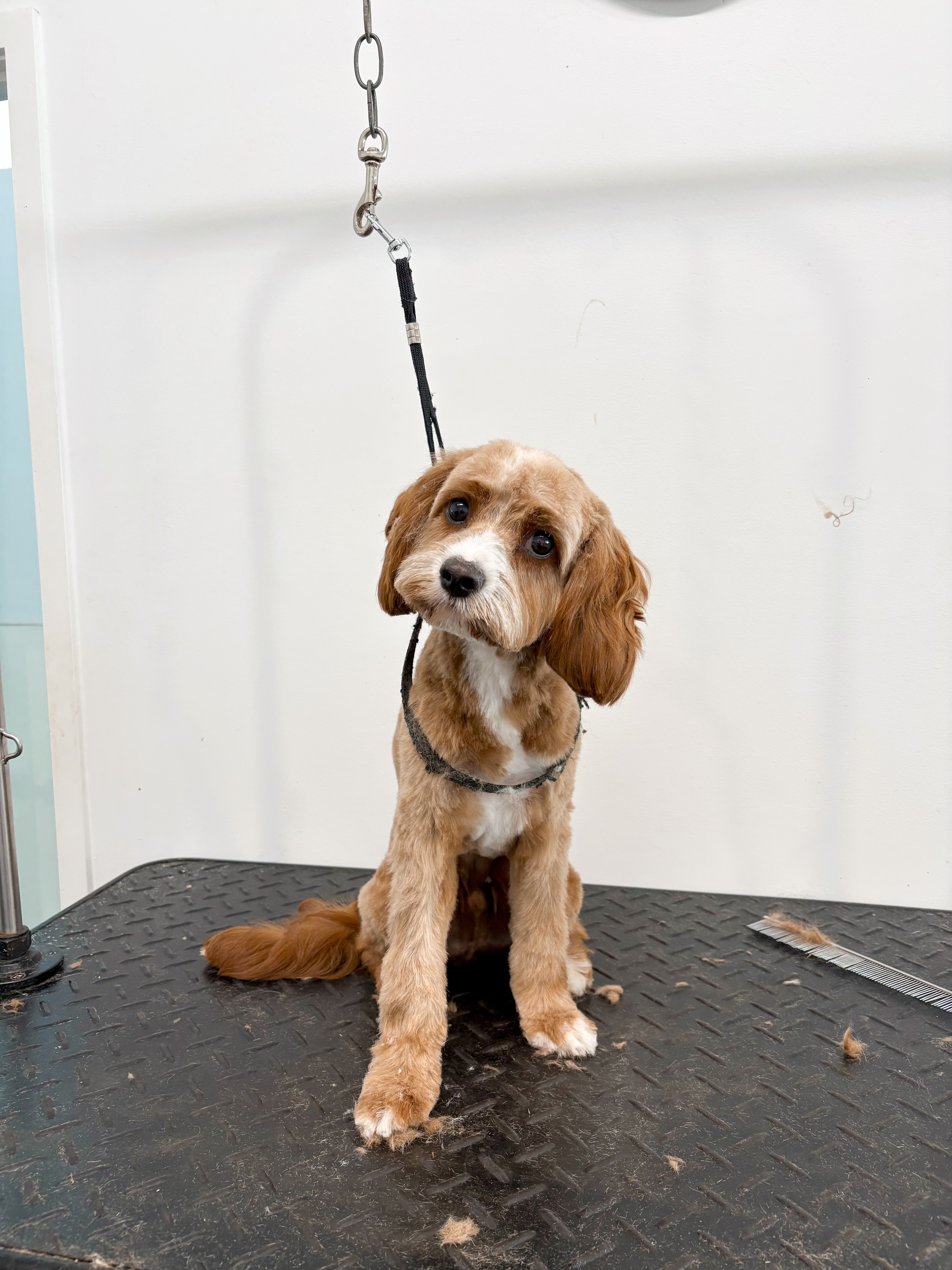 Groomingdales salon gallery image 6