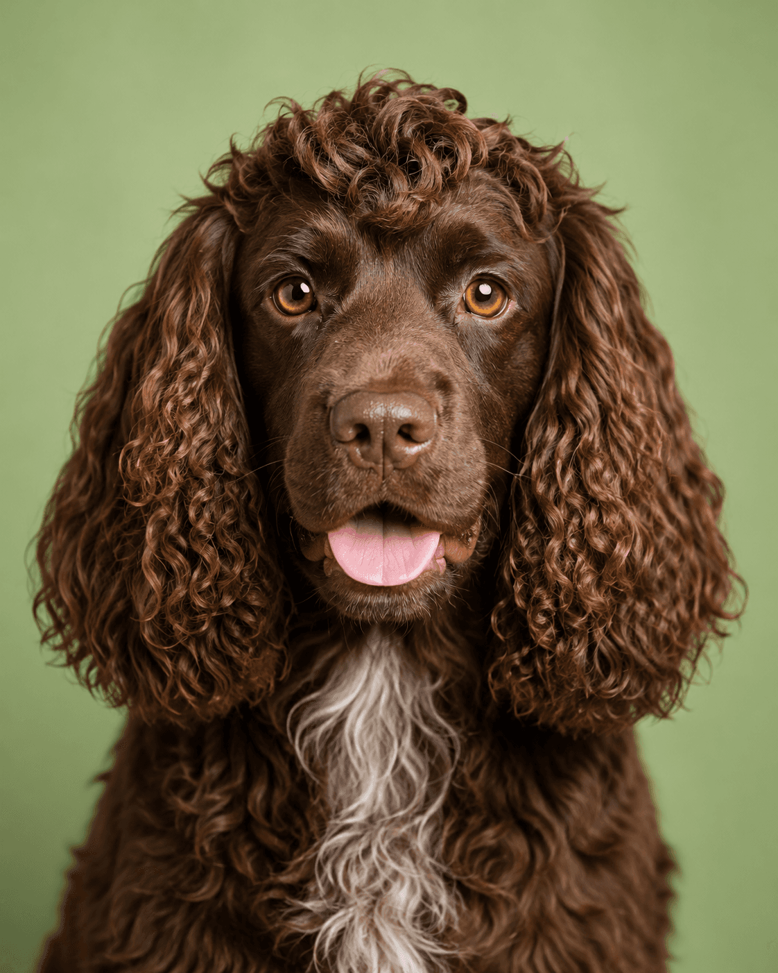 Groomingdales salon pet photo 3, image B