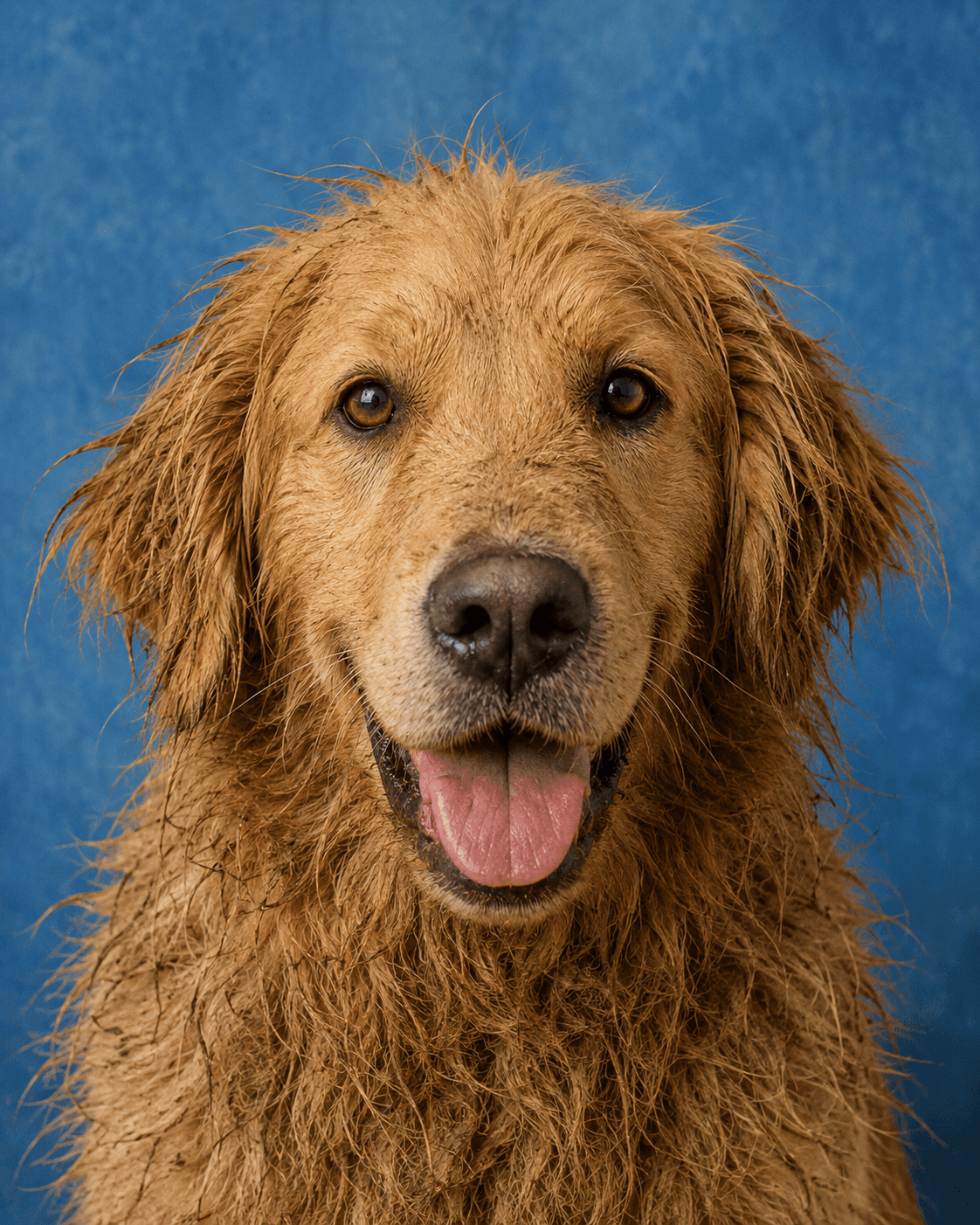 Groomingdales salon pet photo 4, image A