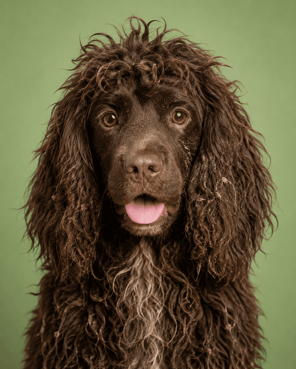 Groomingdales salon pet photo 3, image A